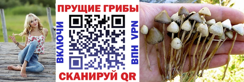 kraken ССЫЛКА  наркота  Губкин  Галлюциногенные грибы Psilocybine cubensis 