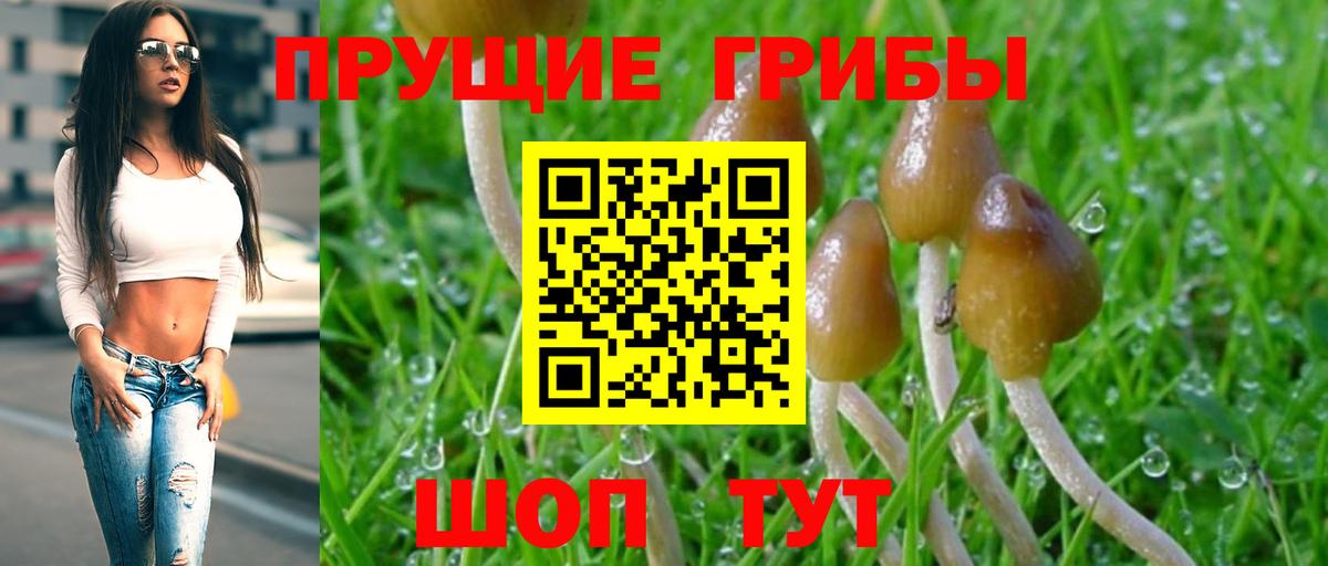 Галлюциногенные грибы Psilocybine cubensis Губкин